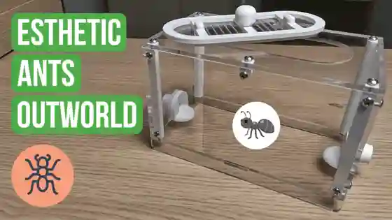 Esthetic Ants Outworld Review
