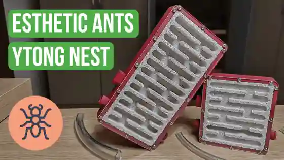 Esthetic Ants Ytong Nest Review