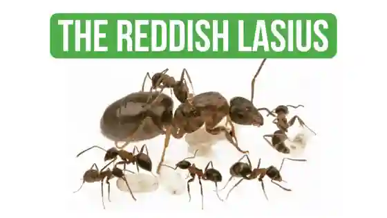 How To Care for Lasius Emarginatus