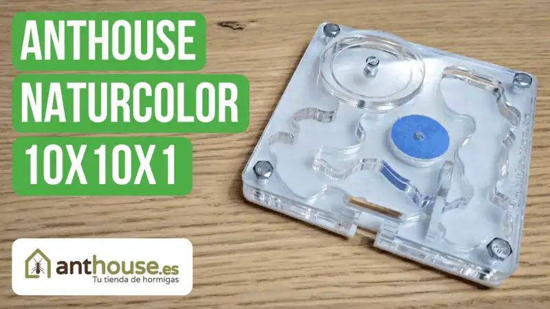 Anthouse Acrylic NaturColor 10x10x1 Nest Review