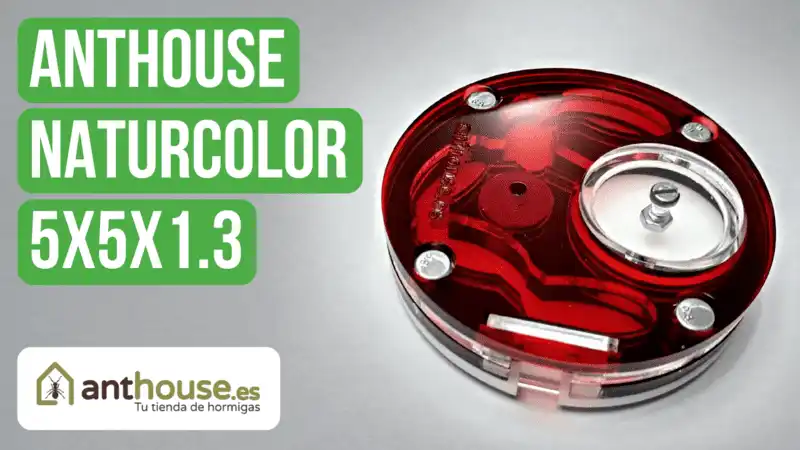 Anthouse Acrylic NaturColor 5x5x1.3 Nest Review