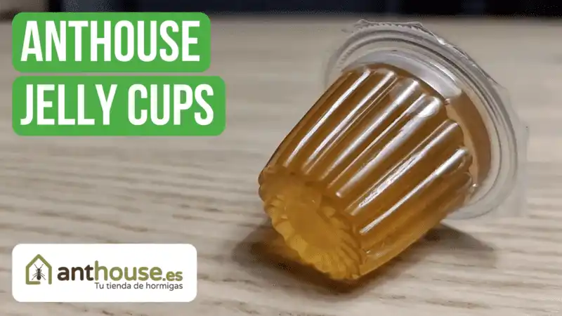 Anthouse Jelly Cups Review