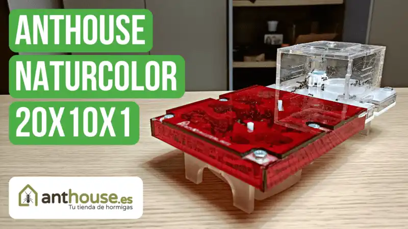 Anthouse Acrylic NaturColor 20x10x1 Nest Review