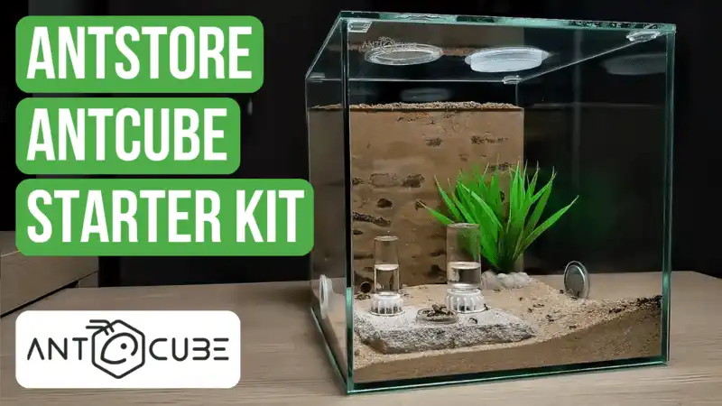 ANTCUBE Starter Set Combi Review