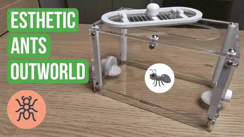 Esthetic Ants Outworld Review