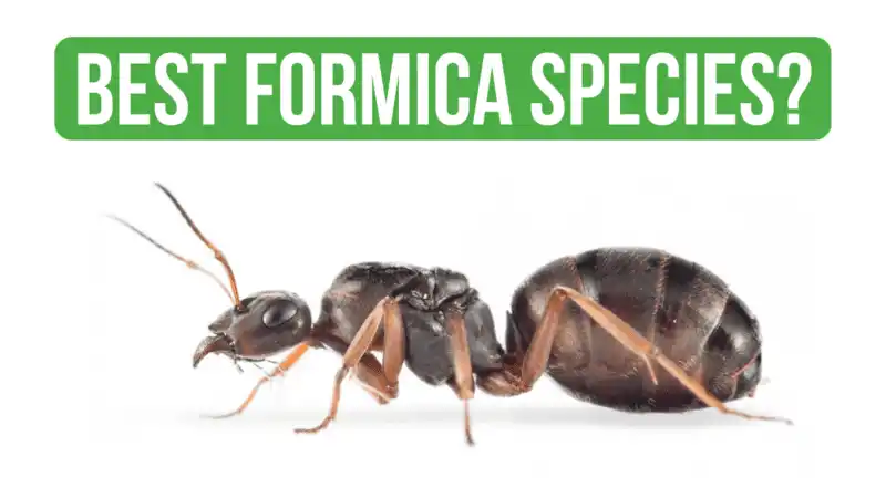 How to Care for Formica Cinerea