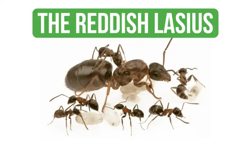 How To Care for Lasius Emarginatus