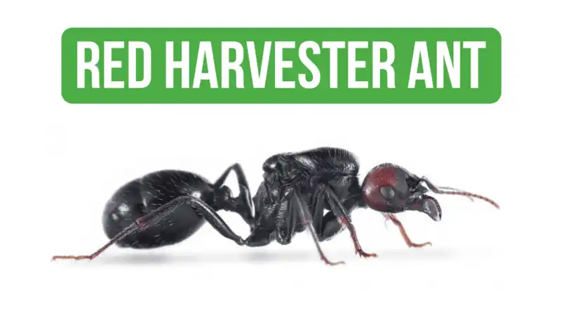 How To Care for Messor Barbarus