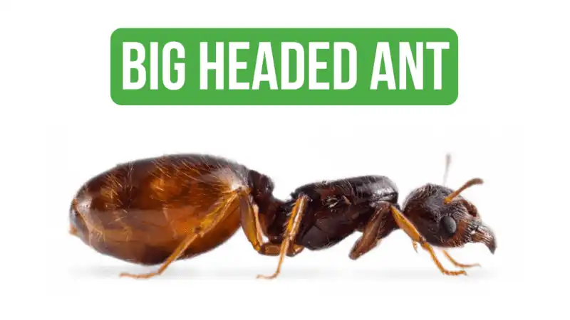 How To Care for Pheidole Pallidula