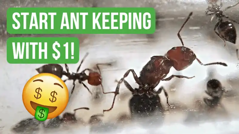 How To Start Ant Keeping With Less Than $1