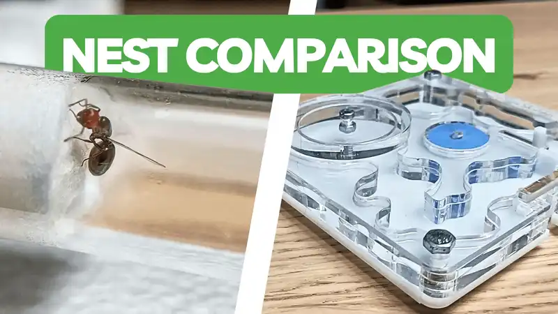 Test Tube Setup vs Founding Nest - Which is Better?