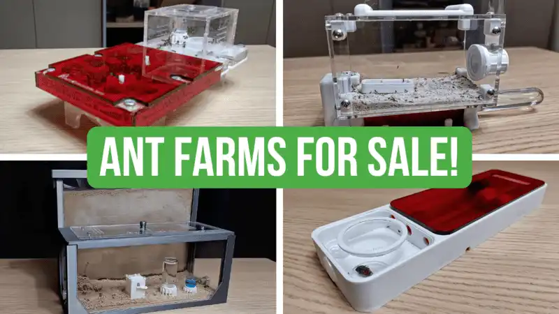 Where To Find Ant Farms For Sale