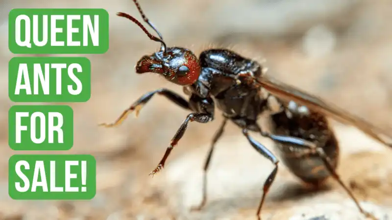 Where To Find Queen Ants For Sale