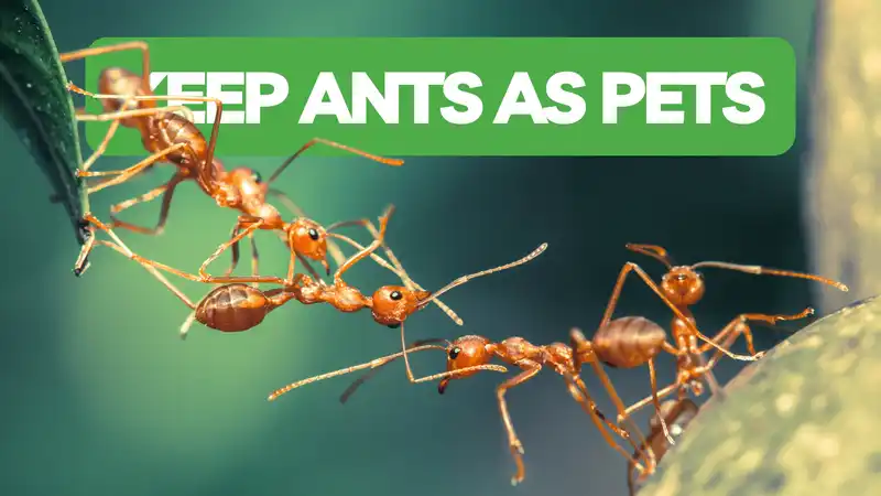 Why You Should Keep Ants As Pets!