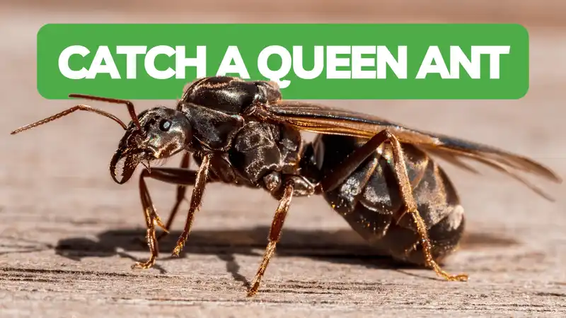 How To Catch Your First Queen Ant!