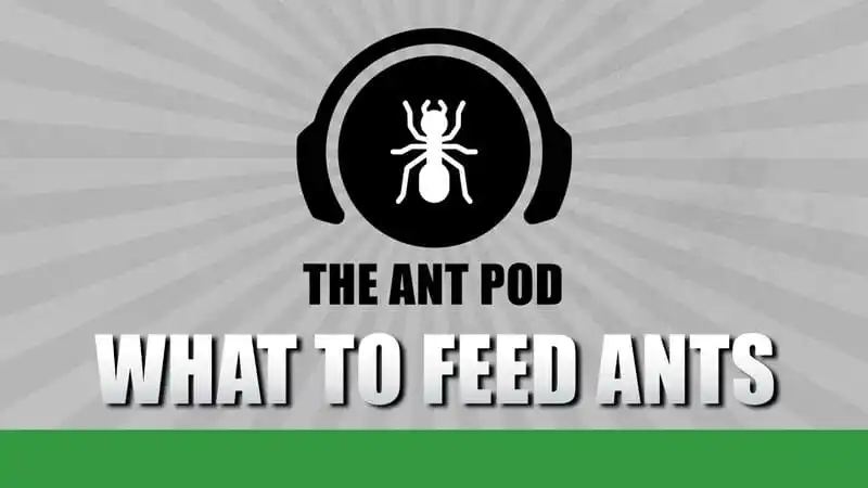 Best Feeders For Your Ants? - The Ant Pod