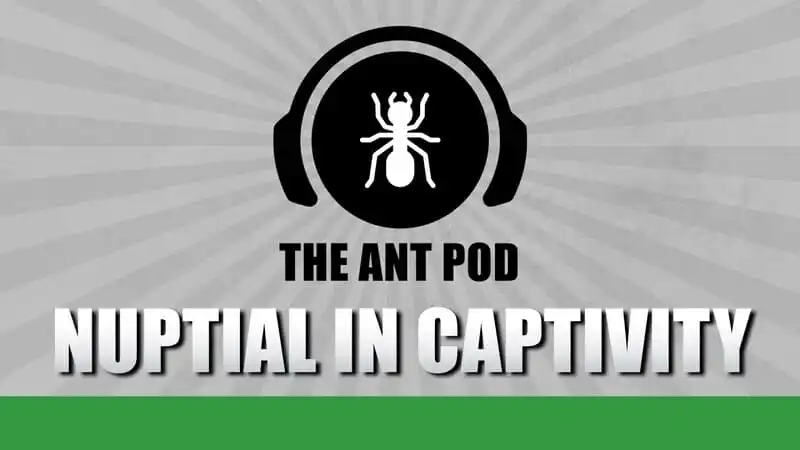Nuptial Flights In Captivity - The Ant Pod