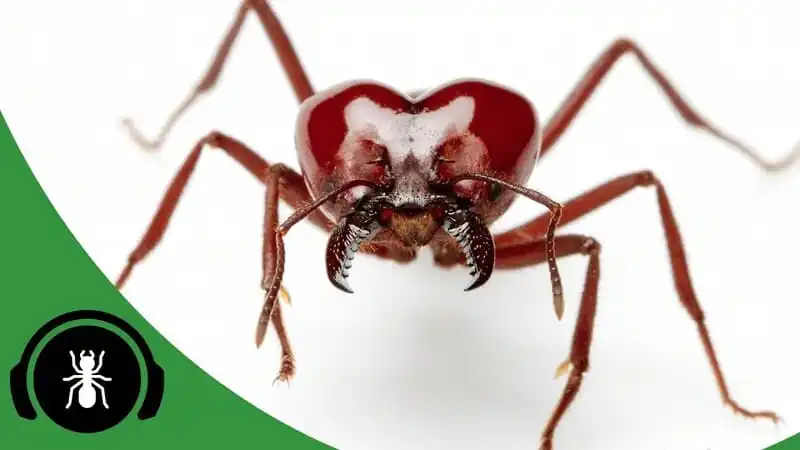 Keeping Leafcutter Ants V2 - The Ant Pod