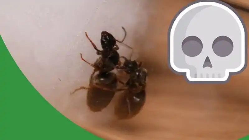 Experimenting On Ants - The Ant Pod