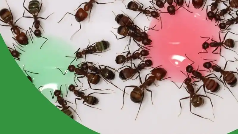 Is Sugar Bad For Ants? - The Ant Pod