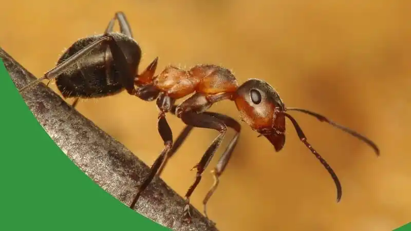 Keeping Slavemaker Ants - The Ant Pod