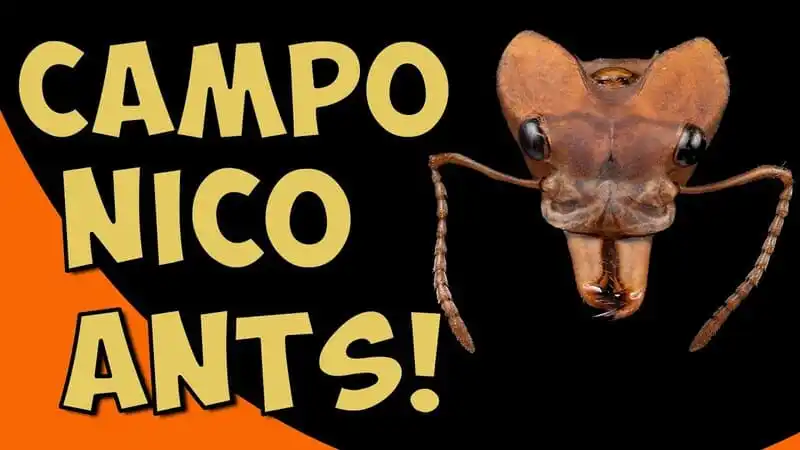 The Camponico Ants Interview - The Ant Pod
