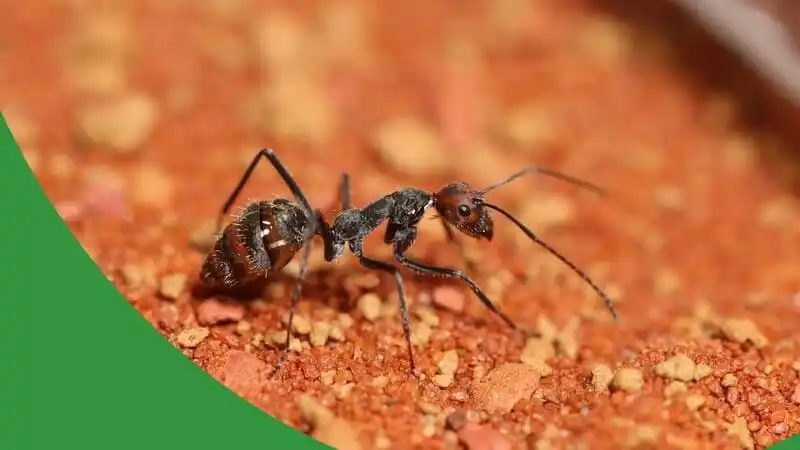 The Worst Ant Keeping Mistakes - The Ant Pod