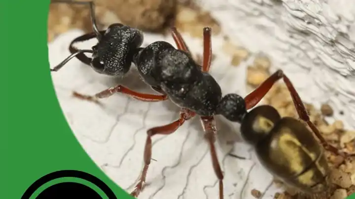 Keeping Semi-Claustral Ants - The Ant Pod