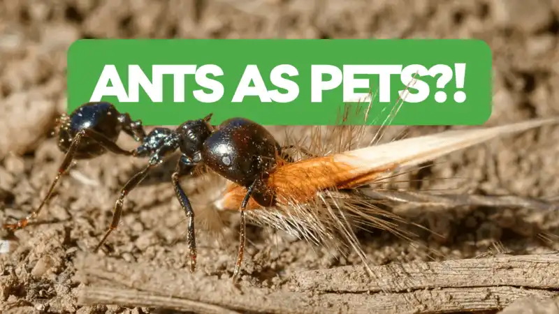 What is Ant Keeping? - Ant Keeping Guide For Beginners