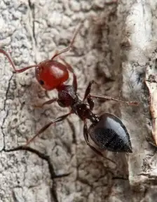 Crematogaster scutellaris worker
