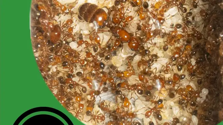 When Ant Colonies Grow Out of Control! - The Ant Pod