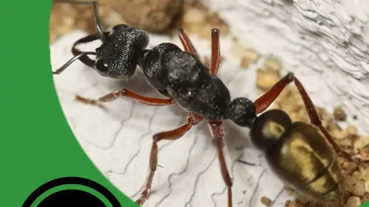 Keeping Semi-Claustral Ants - The Ant Pod