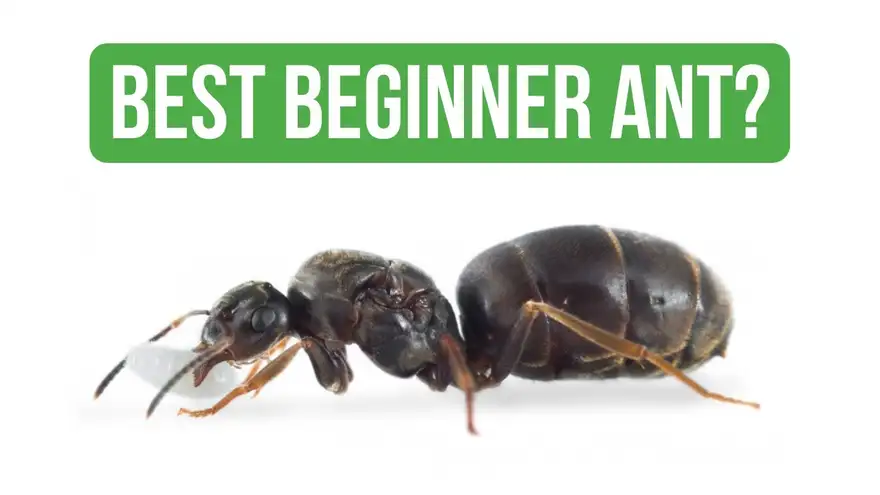 How To Care for Lasius Niger