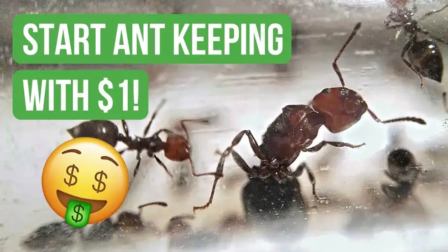 How To Start Ant Keeping With Less Than $1