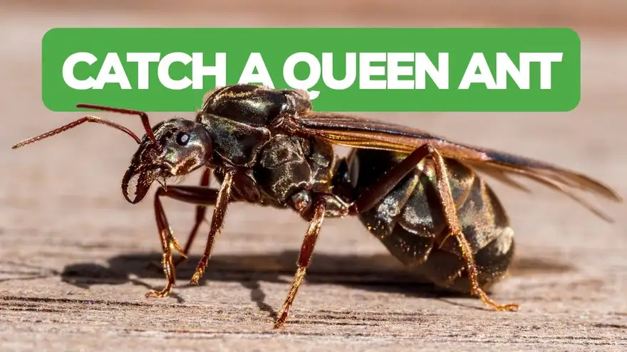 How To Catch Your First Queen Ant!
