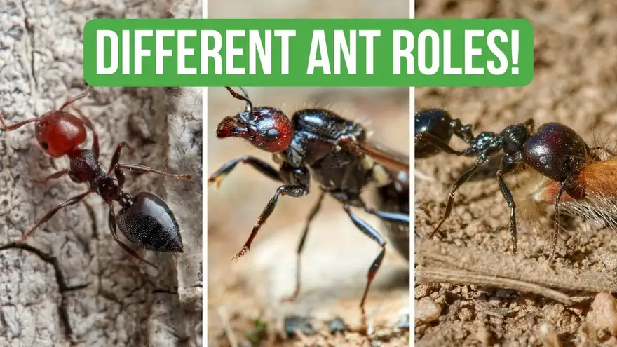 The Different Roles In An Ant Colony!