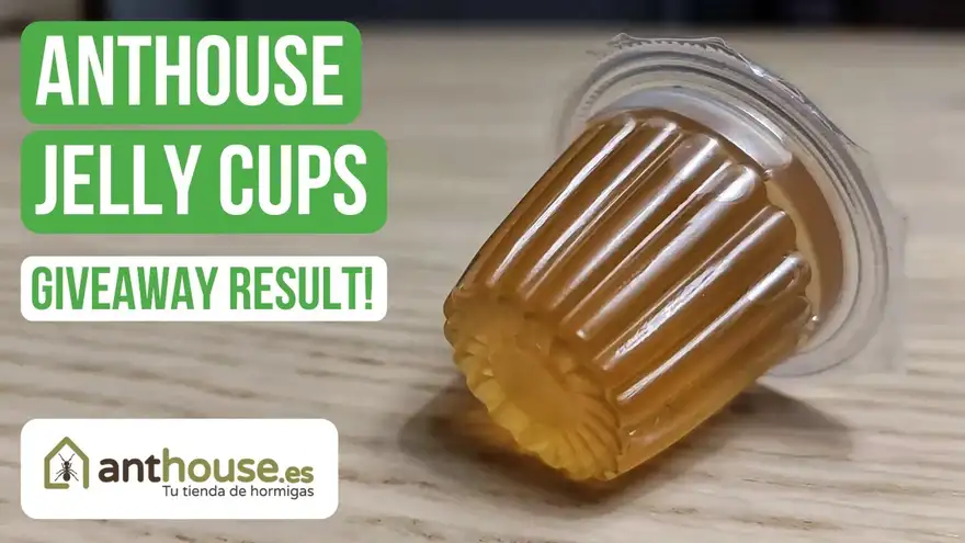 Anthouse Jelly Cups Review