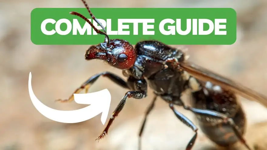 Complete Guide To Ant Keeping