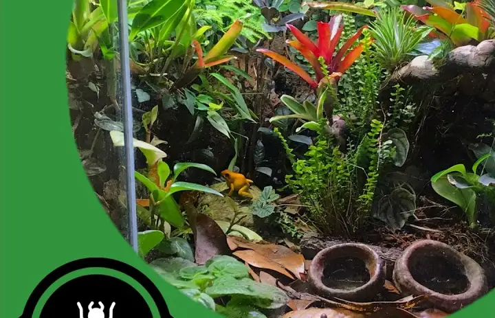 Dream Ant Nest, Setup, Room And House! - The Ant Pod