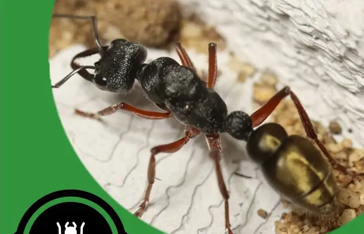 Keeping Semi-Claustral Ants - The Ant Pod