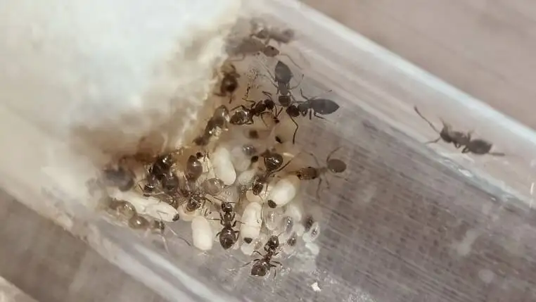 Lasius niger colony inside a test tube