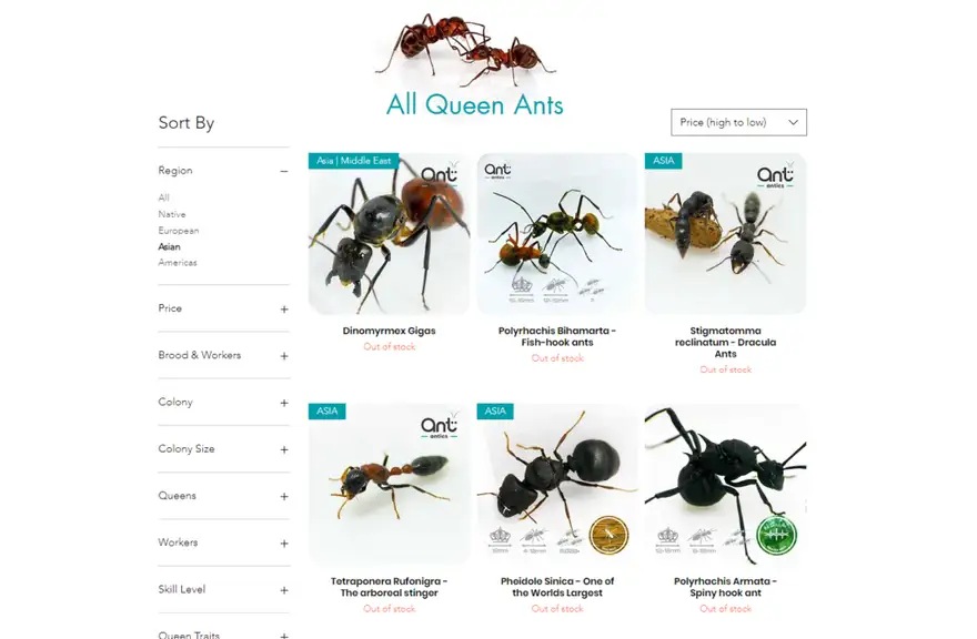 Ant Antics website page