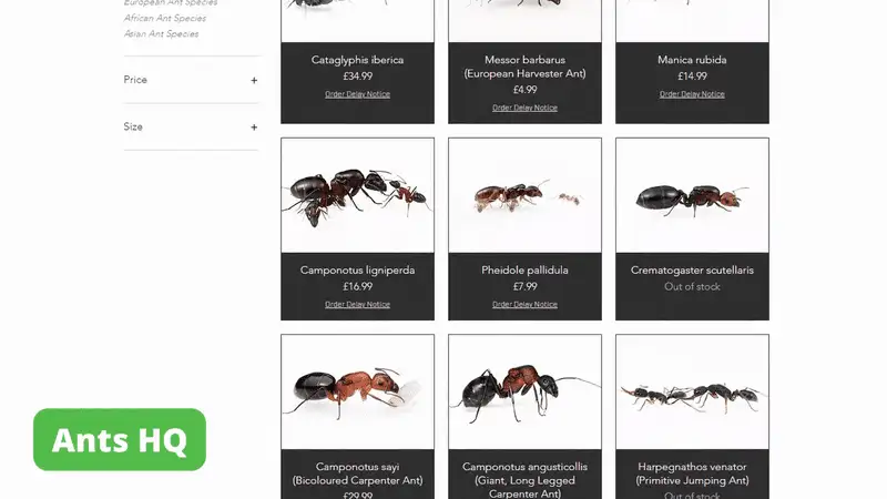 Ants HQ home page