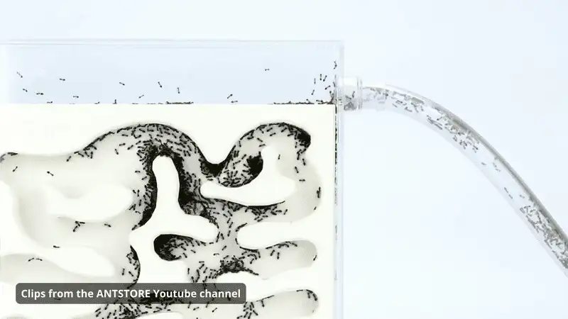 Antstore antcube gypsum nest