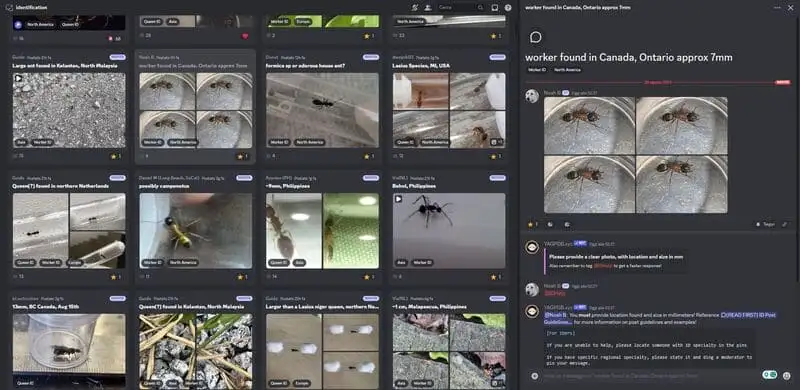 Discord about ant keeping