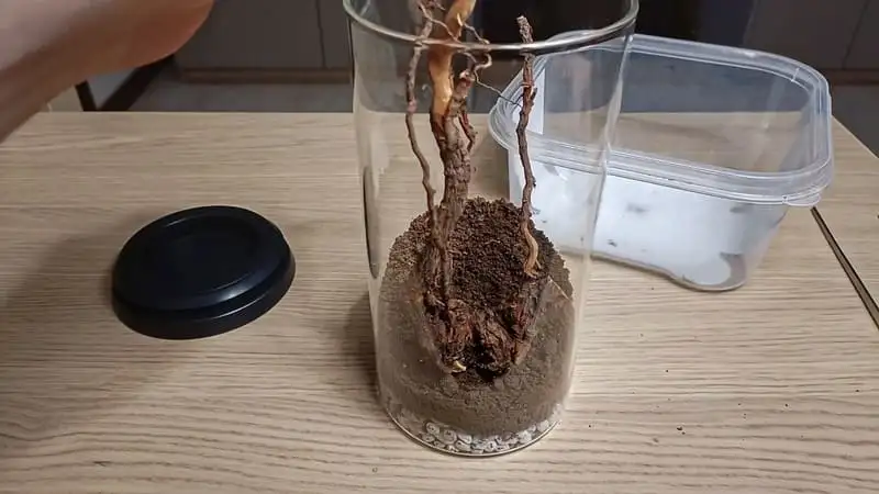 Adding the log to the jar terrarium