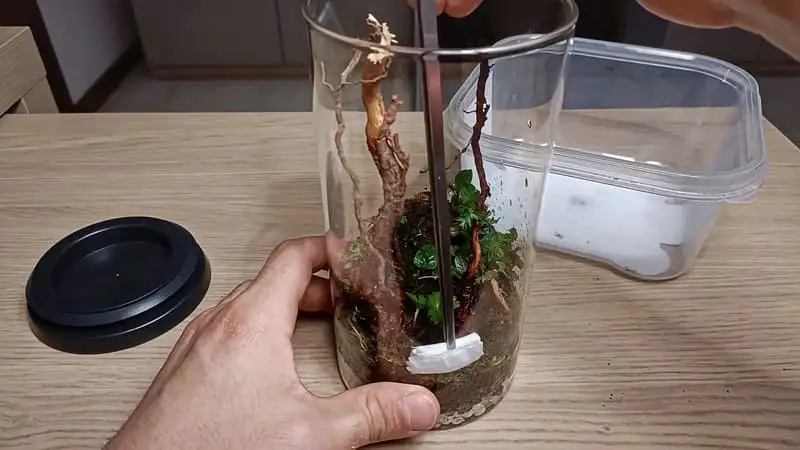 Cleaning the jar terrarium