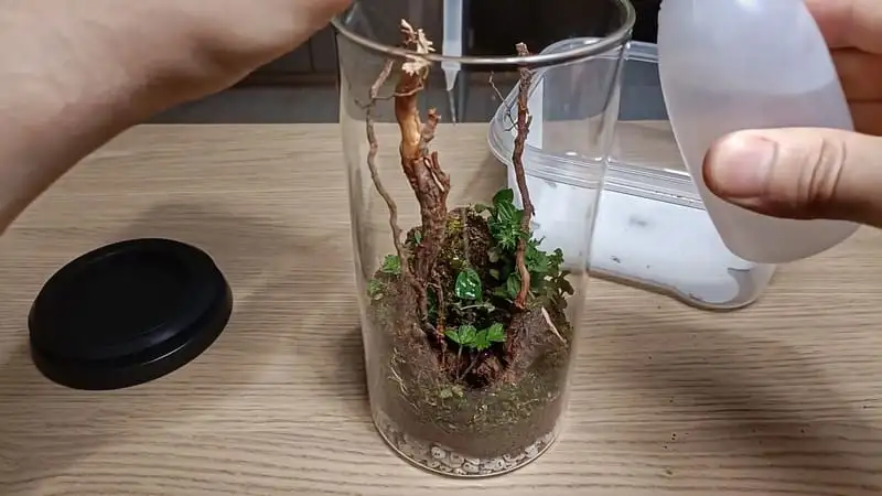 Watering the jar terrarium
