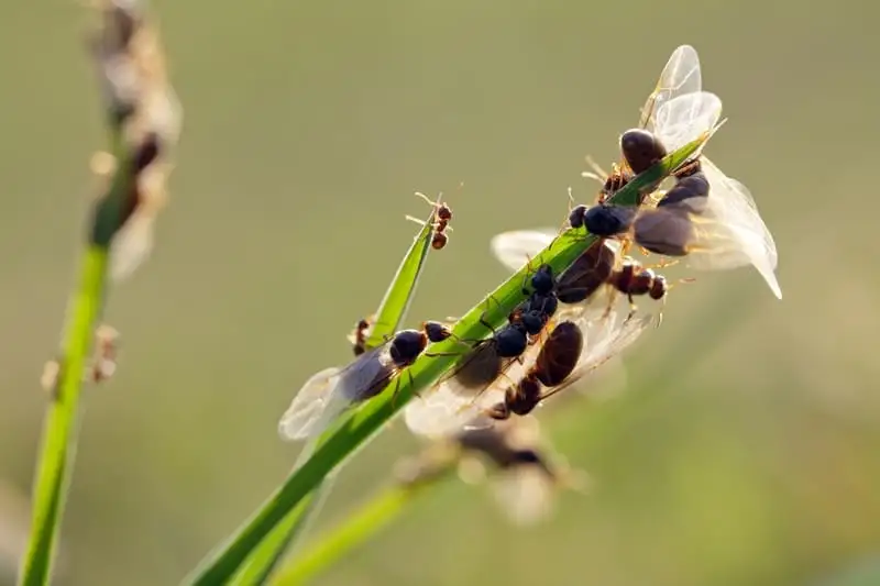 Nuptial flight