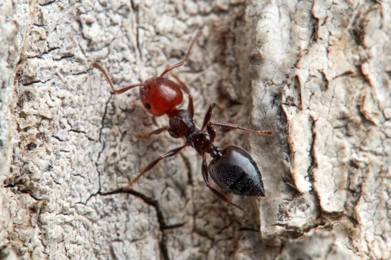 Crematogaster scutellaris worker